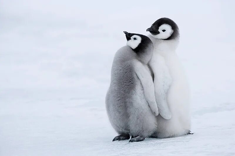 Милые пингвины. Два пингвина. Пара пингвинов. Пингвины обнимашки. Пингвины моей мамы 4