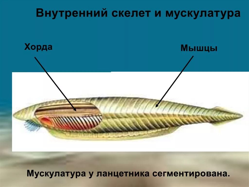 Ланцетник строение мышц. Осевой скелет ланцетника. Опорно двигательная система ланцетника. Внутреннее строение ланцетника мышцы.