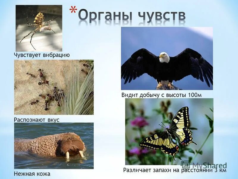 видит добычу. беркут и коршун. степной орел на охоте. охота с ястребом тетеревятником на зайца. филин с добычей.