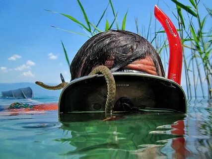 Красивые картинки прикольные смешные необычные