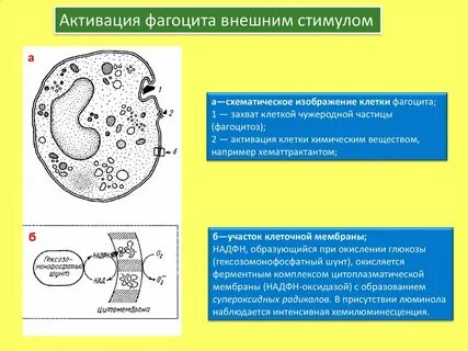 Активированные клетки