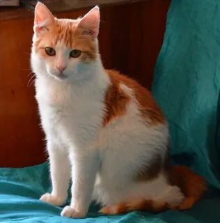 Кошачий орел