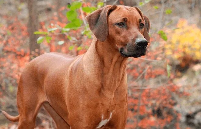Rhodesian Ridgeback Description, Temperament, & Facts Britannica