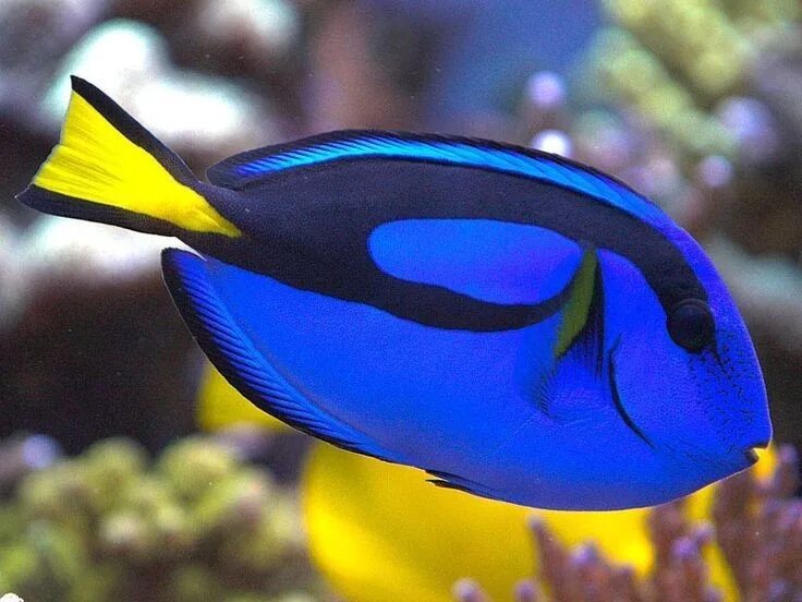 Как она называется эта рыба. Голубой хирург (paracanthurus hepatus). рыбка хирург голубая дори. хирург королевский хепатус. рыба хирург голубой королевский.