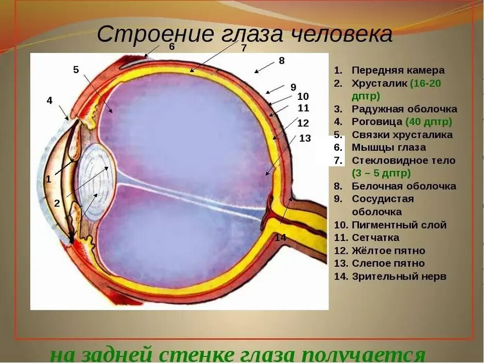 Схема внутреннего строения глаза. Строение органа зрения (строение глазного яблока).. послойное строение глаза. внутреннее строение глаза. схема строения глаза анатомия.