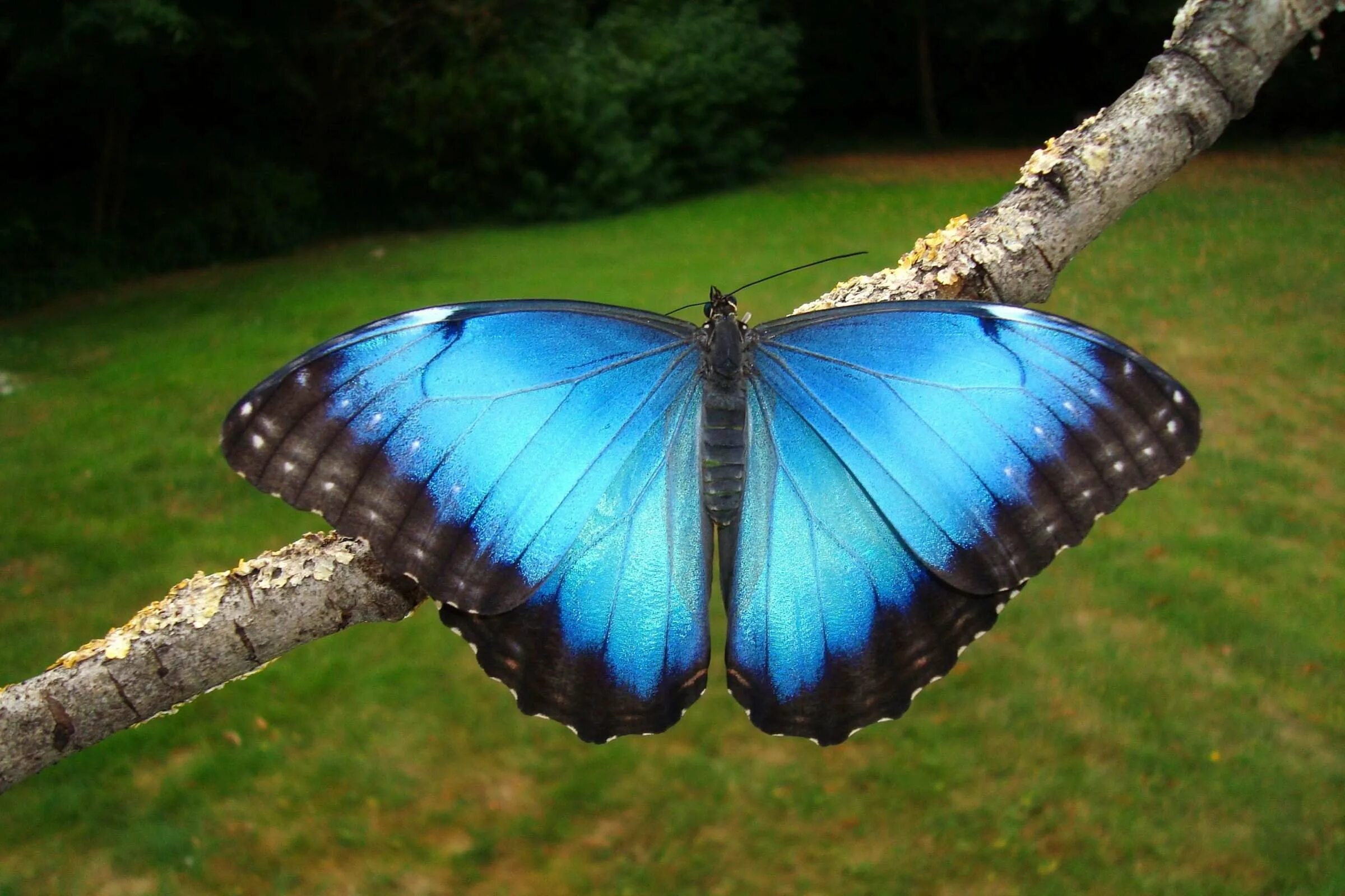 Голубой морфо — morpho peleides. Коста рика бабочки. Бабочка морфо пелеида. Голубой морфо — morpho peleides. Бабочка морфо пелеида.