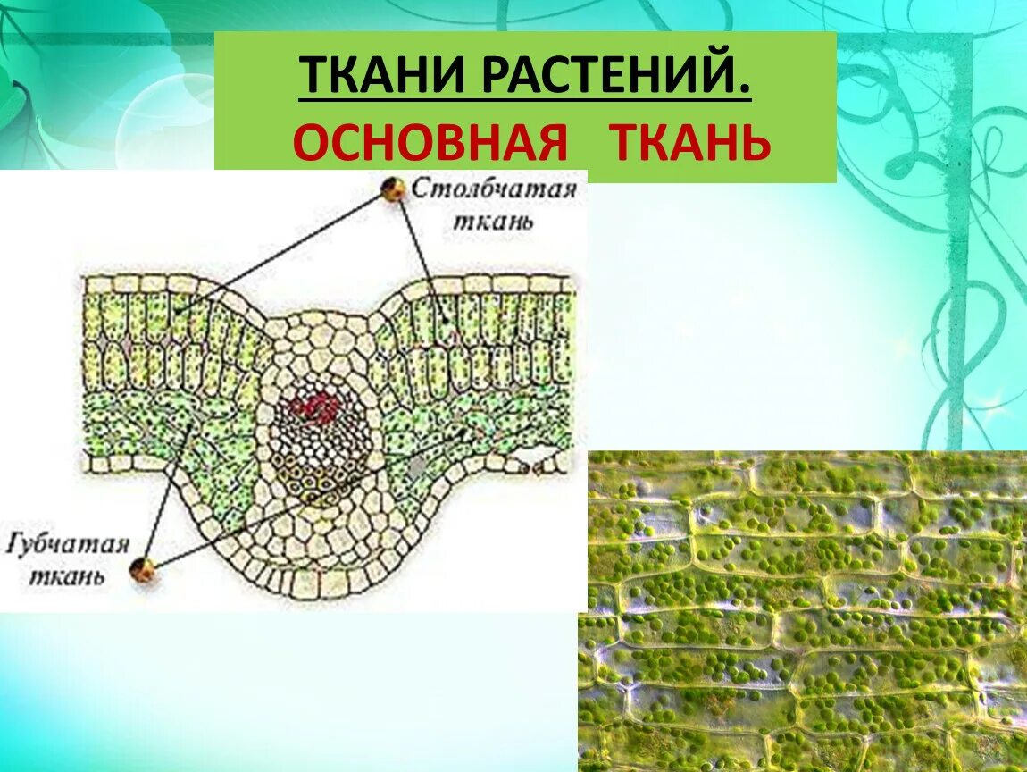 Запасная ткань растений. Основное ткан ростенин. Основная ткань растений строение. Основнаятткани растений. Основная фотосинтезирующая ткань растений.