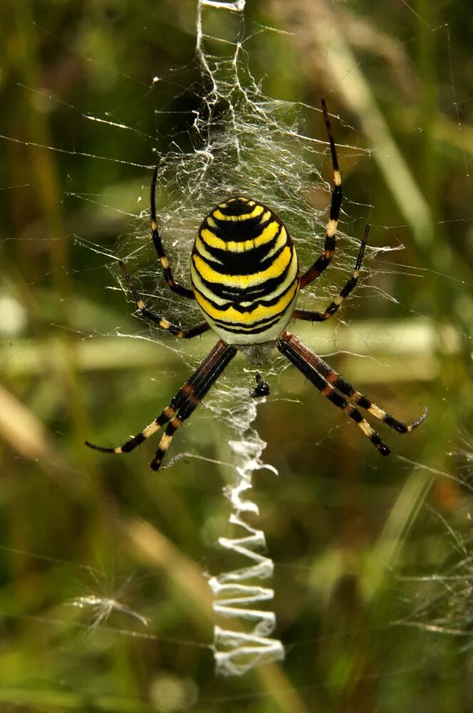 Паук билайн. Аргиопа Брюнниха (Argiope bruennichi). Аргиопа Брюнниха (паук-Оса). Паук Аргиопа Брюнниха ядовитая. Аргиопа Брюнниха Argiope bruennichi (Scopoli, 1772) паук-Оса.