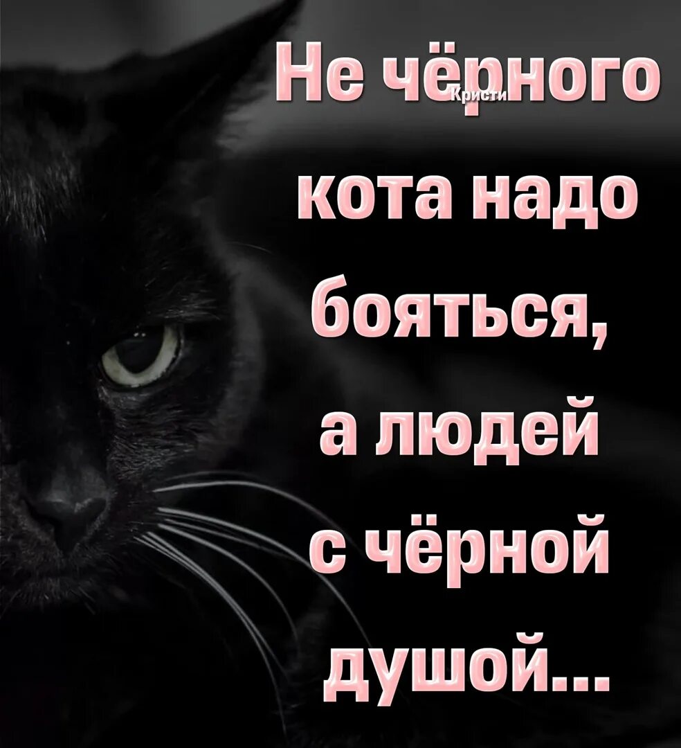 Ни темны почему ни. Не черного кота надо бояться а людей с черной душой. Не черного кота надо бояться а людей с черной душой картинки. Страшный черный кот. Душа чёрного кота.