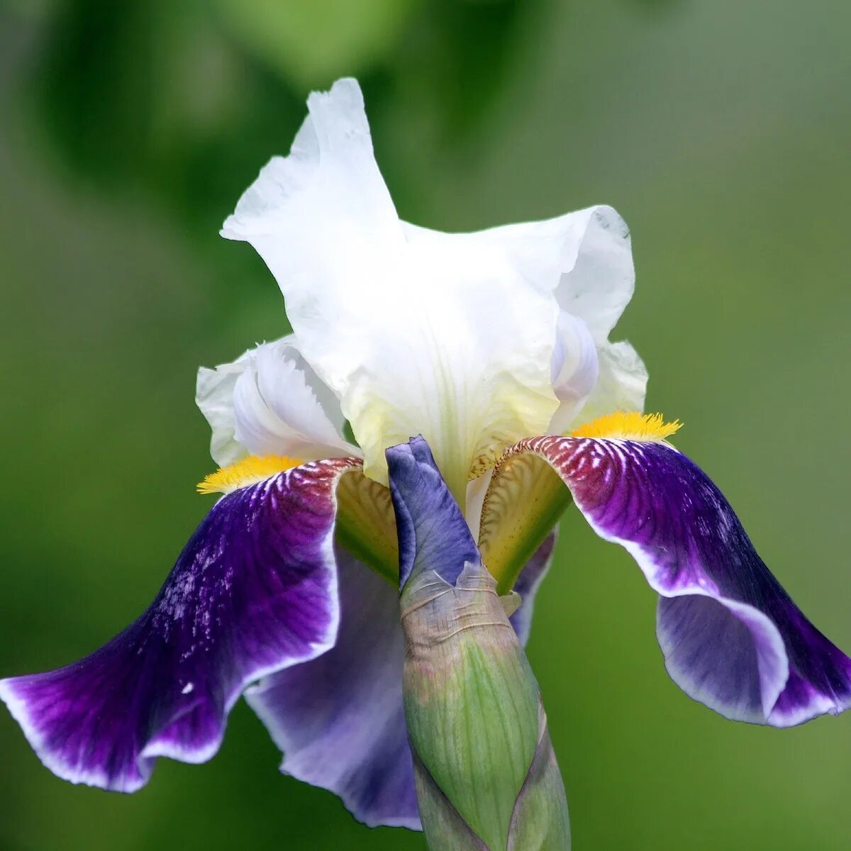 Каким цветом ирис цветок. Ирис садовый гибридный. Цветок Ирис Касатик. Ирис гибридный фиолетовый. Ирис фиолетовый обыкновенный.