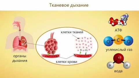 Клеточное дыхание органы