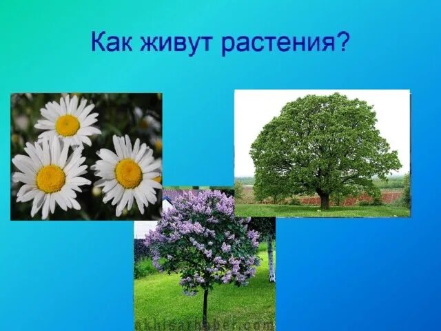 Растения живущие в россии. Как живут растения. Как живут растения презентация. Как живут растения 1 класс. Карточка растение живое.