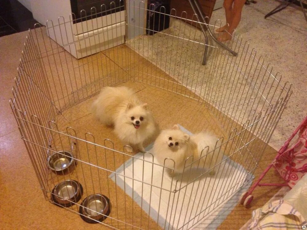 Загон для шпица. Вольер sokoltec hw50196-1a. Вольер для померанского шпица. Вольер для чихуахуа. Вольеры для шпицев.