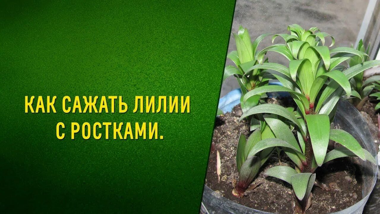 Росток лилии. Луковицы лилий ростки. Пророщенная луковица лилии. Как сажать лилии. Лилии купленные в марте как сохранить