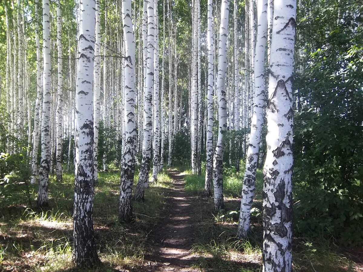 Родной край нижегородской области. Спасский район Нижегородской области природа. Первомайск Нижегородская область лес. Родной край Нижегородская область. Леса Ульяновской области.