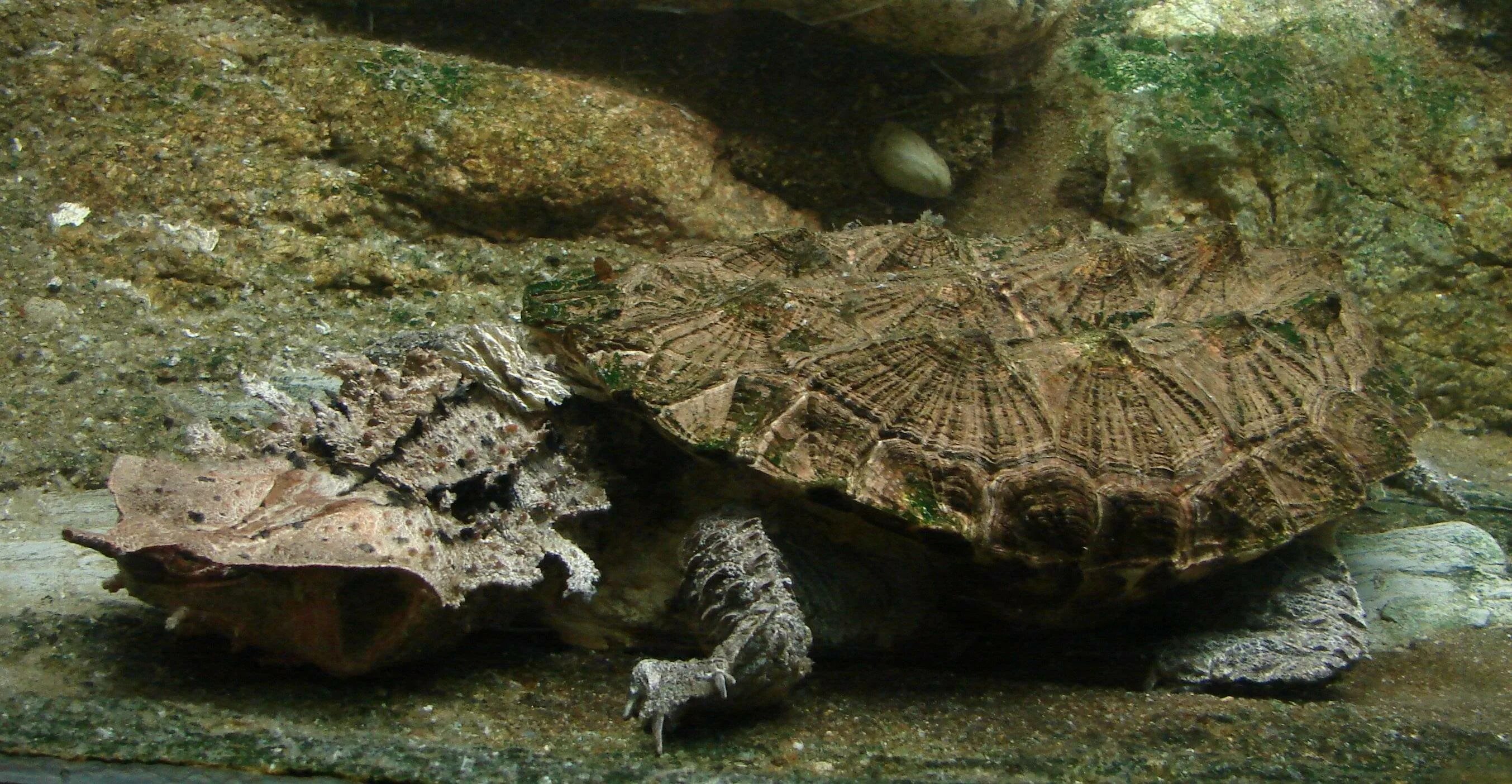 Chelus fimbriatus. Мата мата фо. Бахромчатая черепаха мата-мата. Черепаха-гигант матамата. Черепаха-гигант матамата.