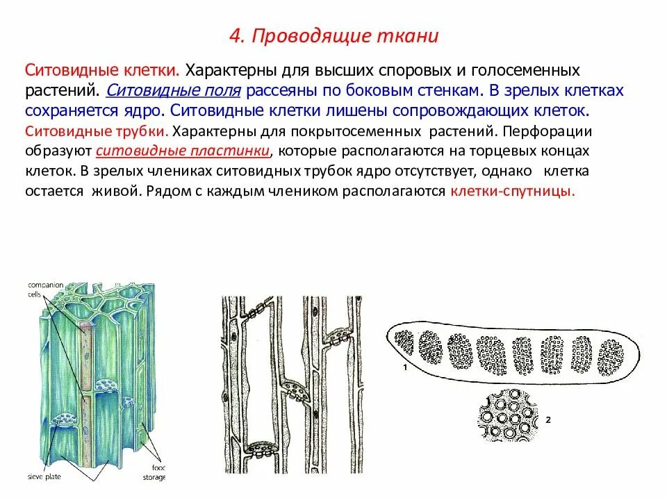 Типы проводящих тканей в стебле