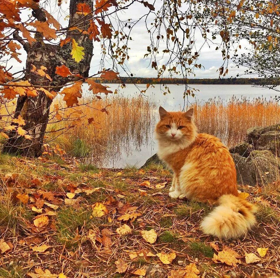 Осень приходит сентябрь. Кот осень. осенний денек. тёплая осень. рыжий кот осень.