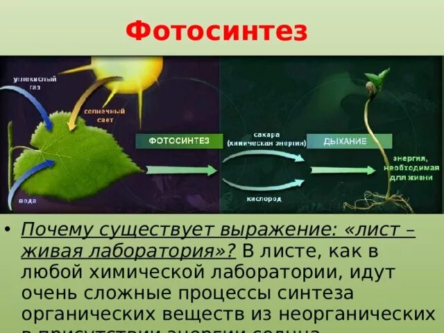 Понятие фотосинтеза. Процесс фотосинтеза. Опыт фотосинтез. Фотосинтез у высших растений