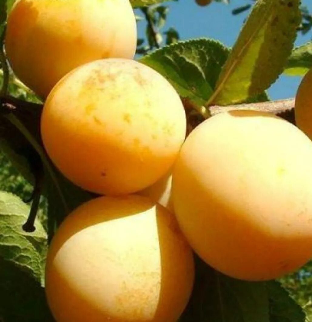 Слива жёлтая хопты. Слива сорт светлячок. Сорт сливы светлячок. Сорт светлячок. Слива мирабель.