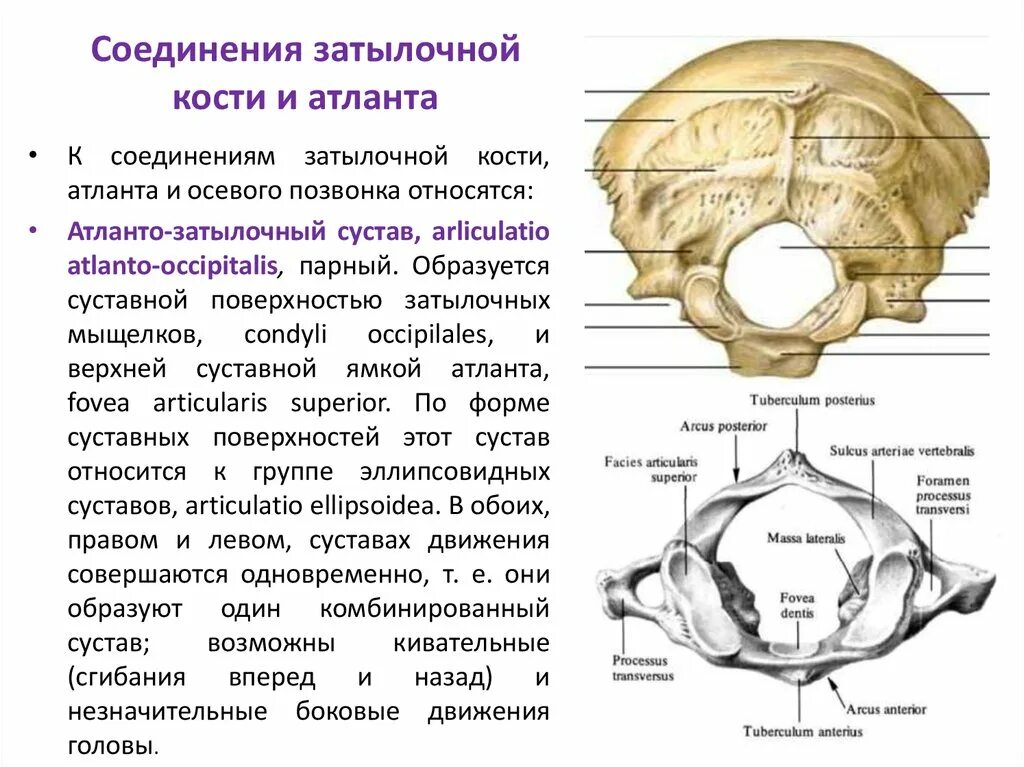 Затылочная кость черепа анатомия. Кости черепа затылочная кость. Соединение шейных позвонков и затылочной кости. Соединение Атланта с затылочной костью вид соединения костей.