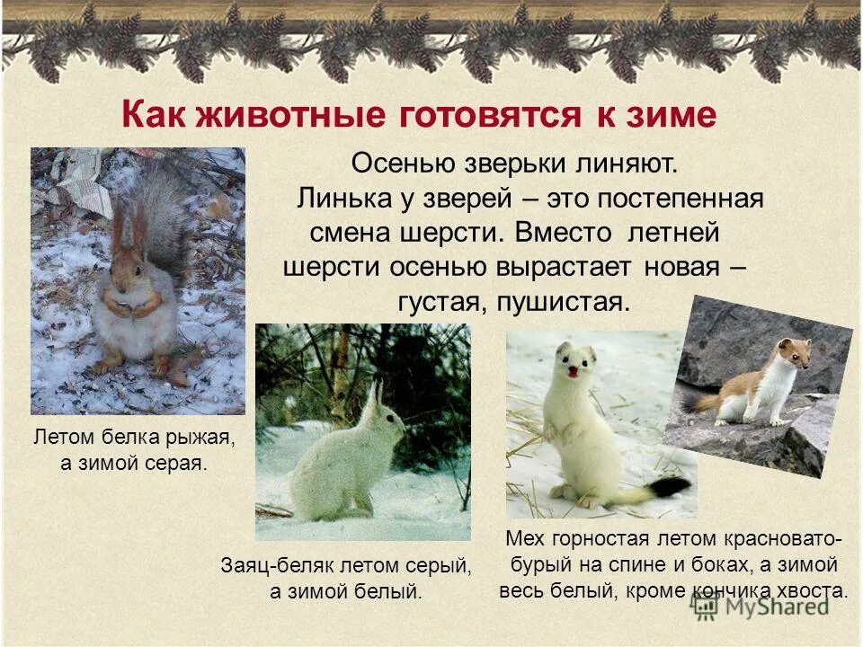 Звери готовятся к зиме предложения. Как животные готовятся к зиме. ка животные готовятся к зиме. животные которые готовятся к зиме. приспособление животных к зиме.