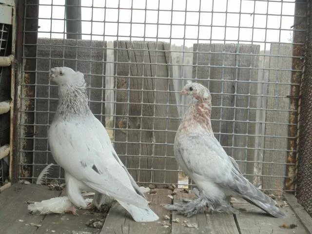 всемирные голуби. форум голубеводов международный портал. всемирные голуби. иранские голуби. голуби казахстана.