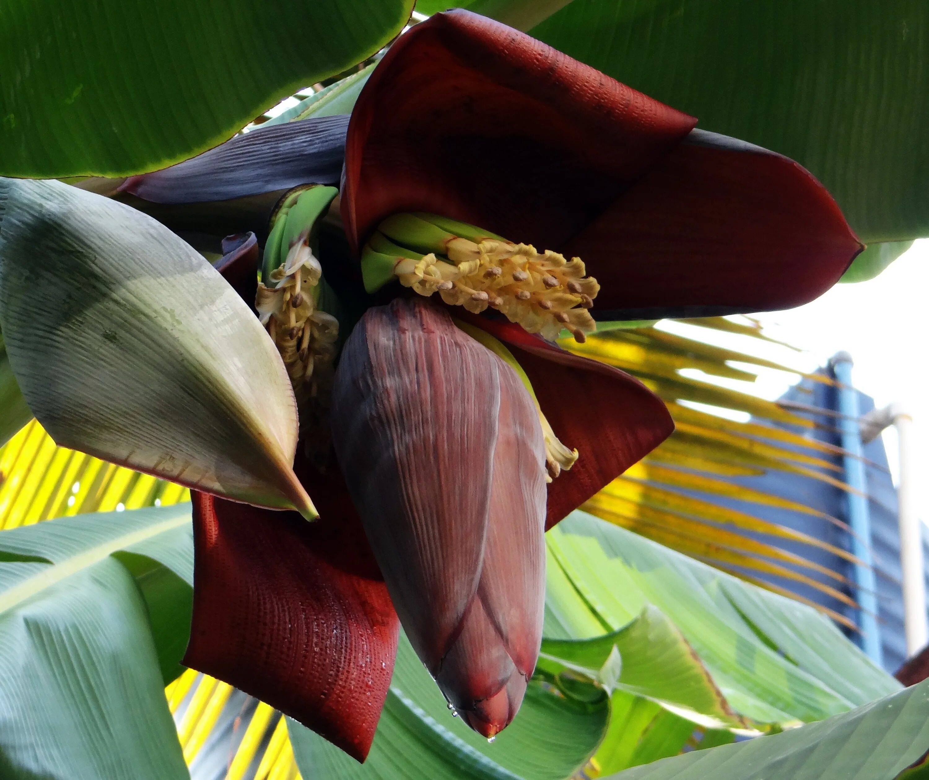 Банановая Пальма цветение. Соцветие банана. Цветение бананового дерева. Цветущее банановое дерево. Как цветет банан