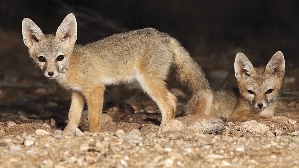 Kit fox. Лисоподобные звери. Кит Фокс в Аризоне. Ivory Fox (Max).