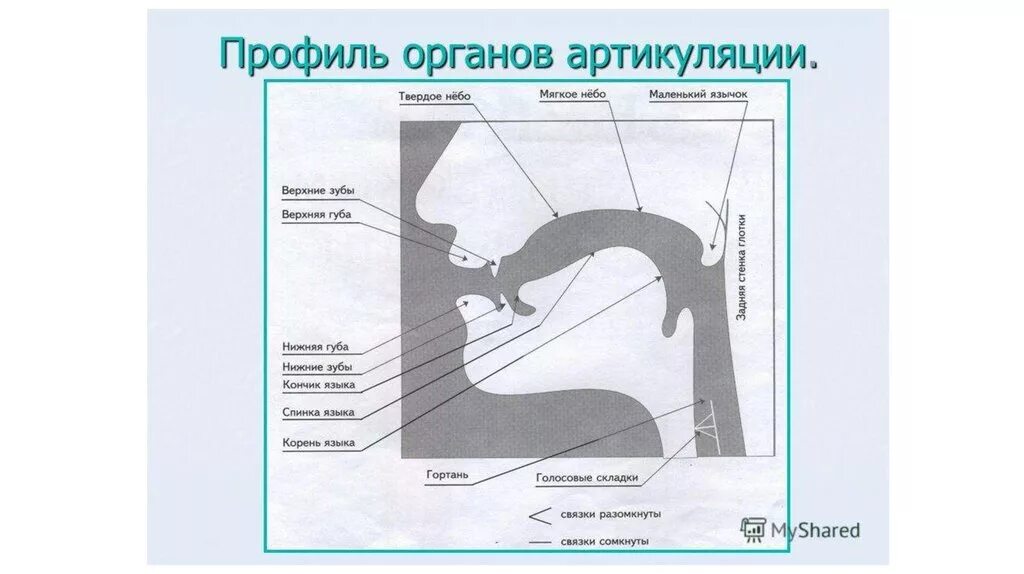 Профили артикуляции звуков. Профиль органов артикуляции Филичева. Артикуляционный профиль звука с схема. Голосовой аппарат артикуляционный аппарат. Строение артикуляционного аппарата анатомия.