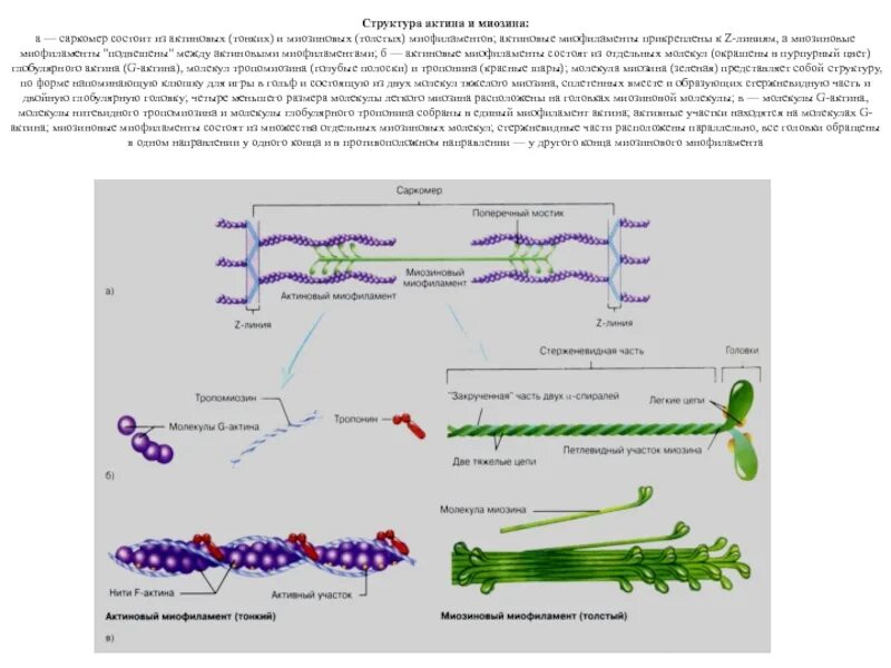 Структура актина и миозина. Актин и миозин физиология. Актин и миозин схема. Строение актина и миозина. Сокращение актина и миозина