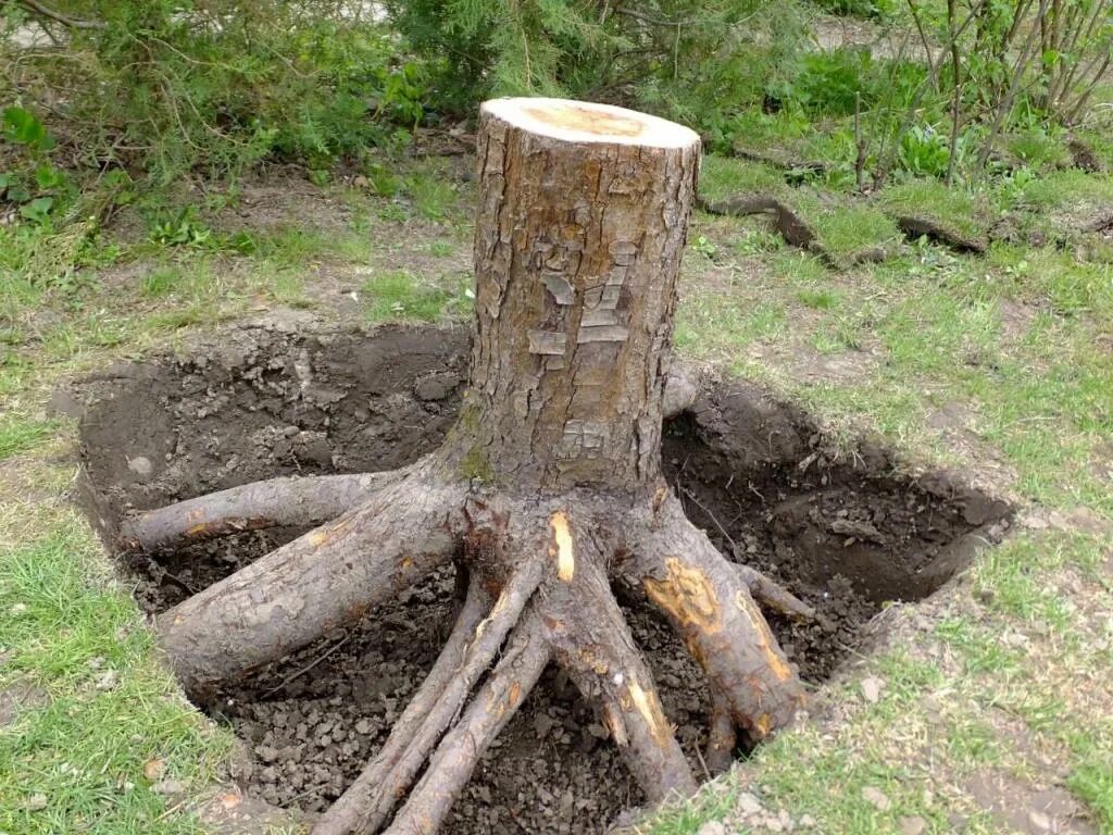 Можно ли сжечь корни
