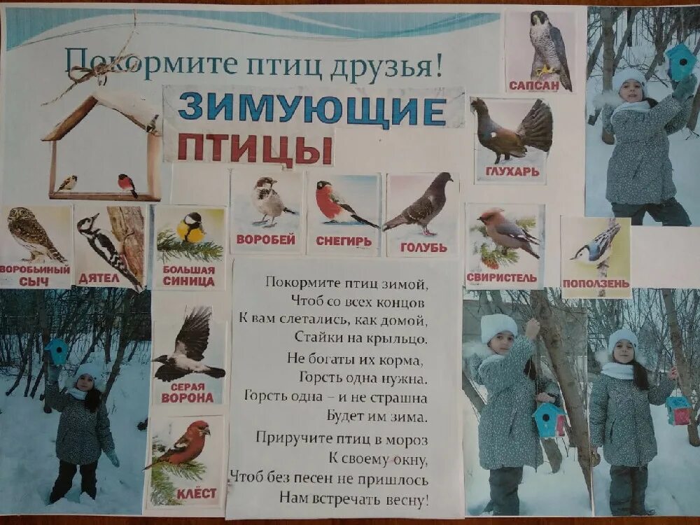 Спасем птиц зимой. Плакат. зимующие птицы.. агитация покормите птиц зимой. плакат покормите птиц. листовка зимующие птицы.