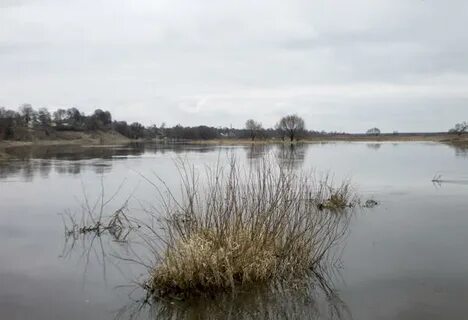Уровень реки сож в славгороде