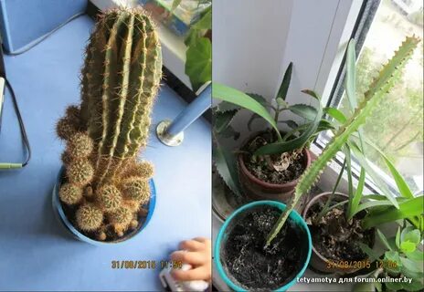 Кактус и фикус