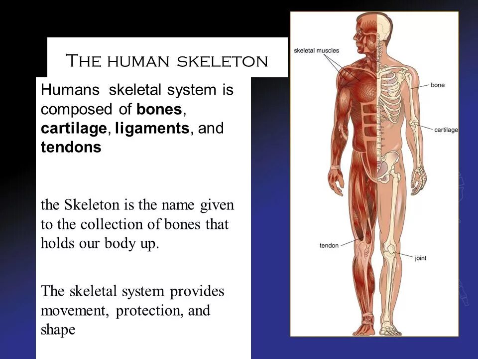 The skeleton is composed of bones. The skeleton is composed of bones упражнения. human skeleton bones cartilage skeleton. skeleton component. the skeleton is covered by продолжите предложение.