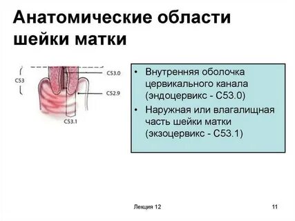 Внутренний слой матки
