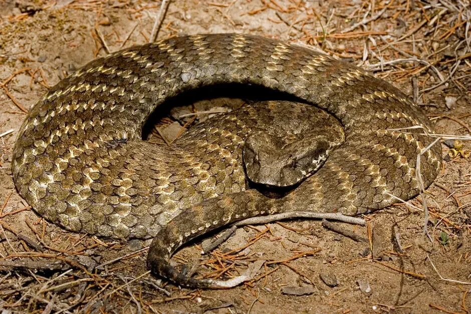 Acanthophis Hawkei. Тайпан змея. Самая опасная и ядовитая змея в мире. Самые ядовитые змеи фото