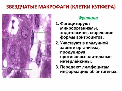 Клетки купфера в печени
