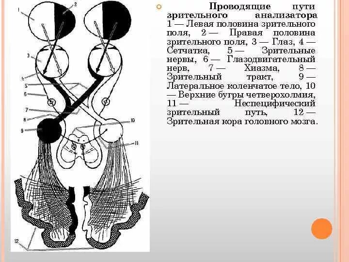 Проводящий отдел зрительного анализатора. Сетчатая оболочка глаза проводящий путь зрительного анализатора. Проводящие пути зрительного анализатора поля зрения. Проводящий путь зрительного анализатора анатомия. Пути глазки