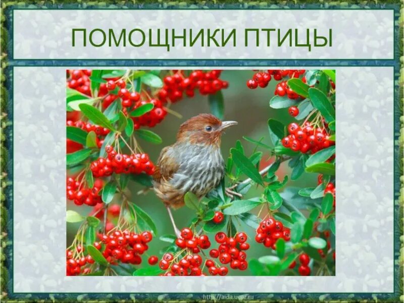 Как животные помогают растениям размножаться 3. Как животные помогают растениям размножаться. растения которые размножаются с помощью птиц. rfr ;bdjnyst gjvjuf.n hfcntybzv hfpvyj;fnmcz. птицы помощники растениями.