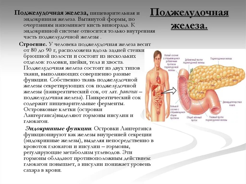 Поджелудочная железа особенности строения и функции. Поджелудочная железа расположение строение функции. Поджелудочная железа строение и функции кратко. Особенности строения поджелудочной железы и ее функции.