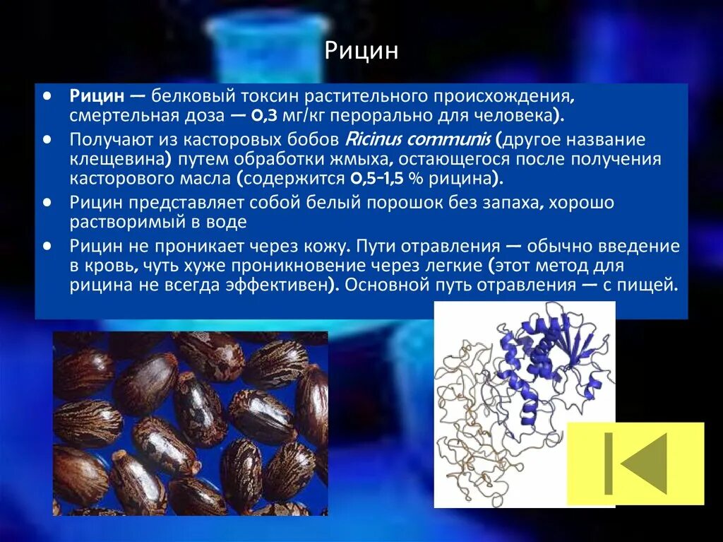 растение клещевина обыкновенная. рицин что это. рицин что это. клещевина обыкновенная. клещевина рицин.