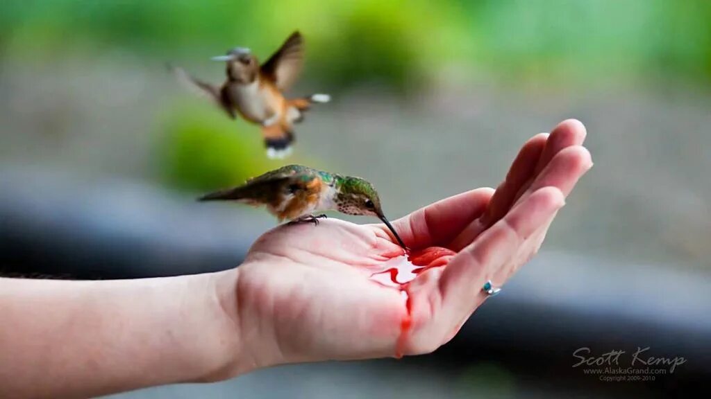 Птицы не умеют петь. Колибри на руке человека. Птичка на пальце. Колибри и человек. Птенцы Колибри на ладони.