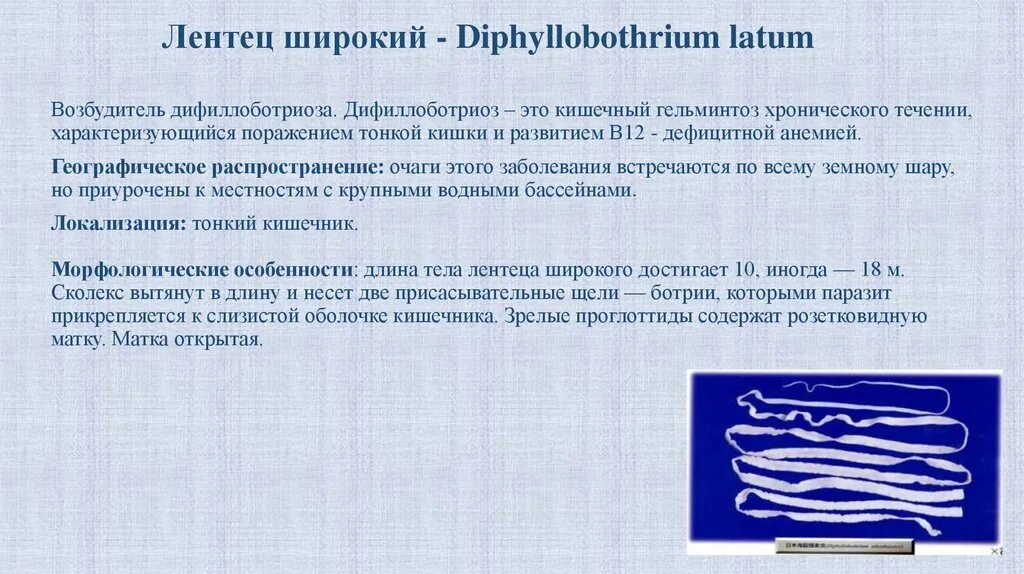 Широкий лентец цикл. Заразиться широким лентецом. Diphyllobothrium latum жизненный цикл. Заразиться широким лентецом. Профилактика заражения широким лентецом.