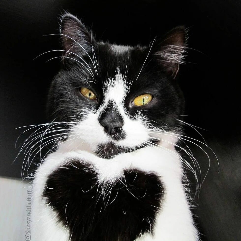 Tuxedo cat. Tuxedo порода кошек. такседо порода кошек. черно белый кот. необычные окрасы кошек.
