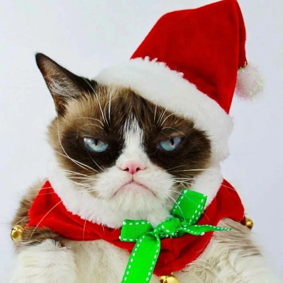 Кот празднует новый год. Грампи кэт christmas. новогодний кот. кот новый год. кротик в новогодней шапке.
