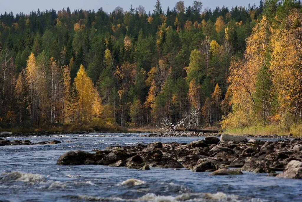 Река Лужма Карелия. Лужма (река, впадает в Сегозеро). Карелия Тайга или тундра. Карельский пейзаж Медвежьегорск. Природные богатства карелии