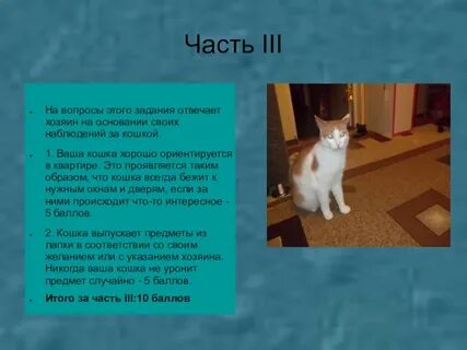 Понаблюдайте за своим домашним животным обратите внимание
