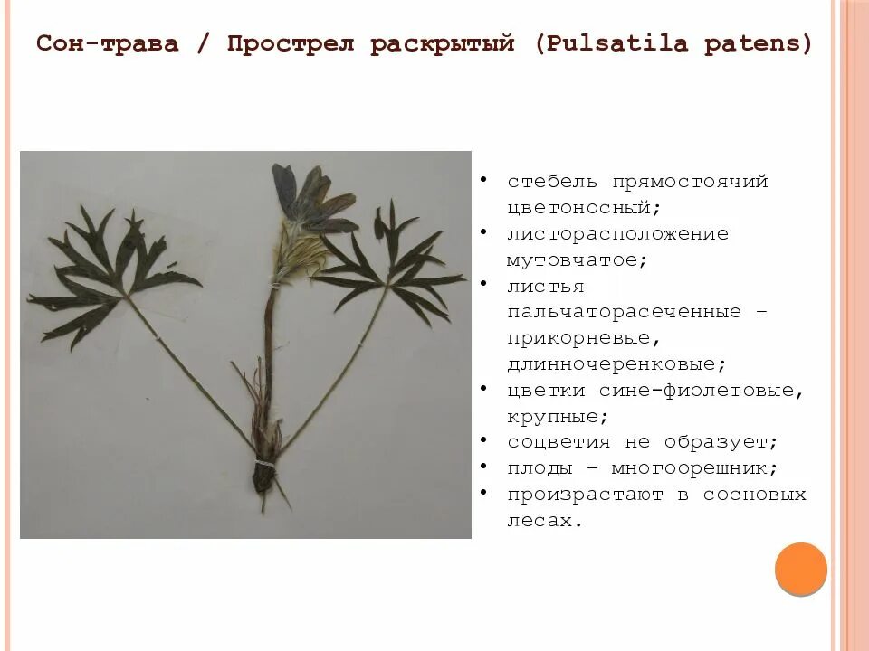 Спавший лист. Прострел сон трава листорасположение. сон трава листья. форма листа прострел раскрытый. прикорневые листья прострела.
